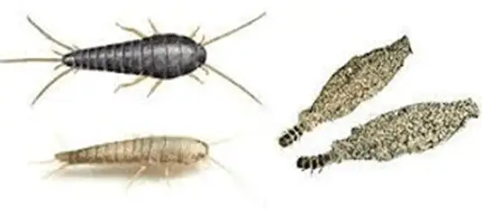 Tipos de traças encontradas em casa