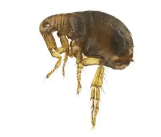 Pulga-do-homem Pulex irritans