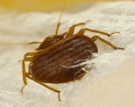 Percevejo de cama sobre tecido
