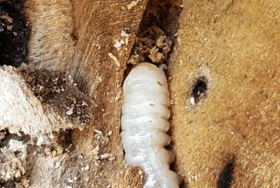 Broca de madeira em peça atacada
