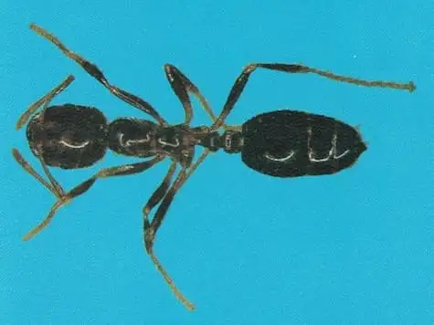 Formiga-de-fogo ou lava-pés Solenopsis