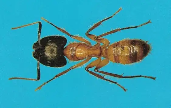 Formiga-carpinteira Camponotus