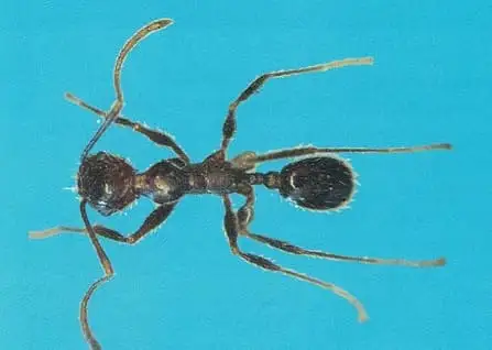 Formiga-louca Paratrechina