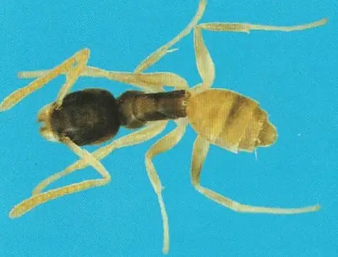 Formiga-fantasma Tapinoma melanocephalum