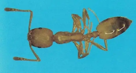 Formiga-faraó Monomorium