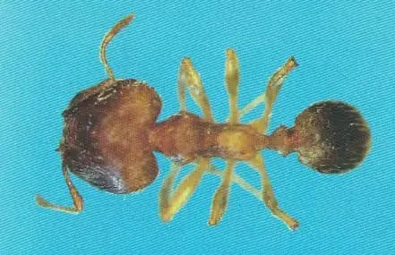 Formiga-cabeçuda Pheidole