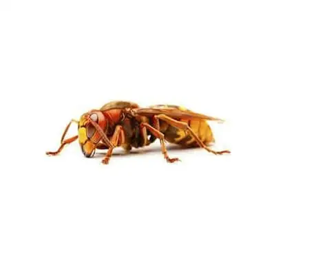 Vespão Vespa crabro