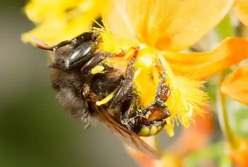 Abelha mandaçaia Melipona quadrifasciata