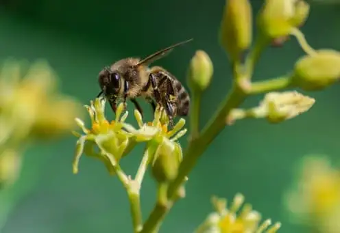 Abelha europeia Apis mellifera