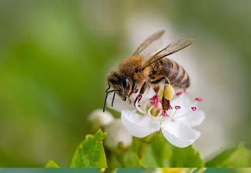 Abelha jandaíra Melipona subnitida