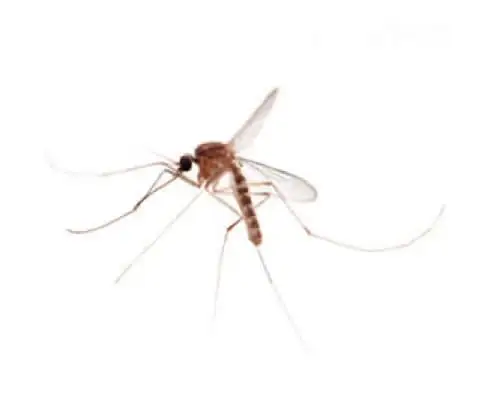 Mosquito Culex