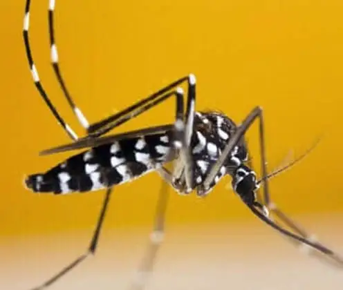 Mosquito-tigre-asiático Aedes albopictus