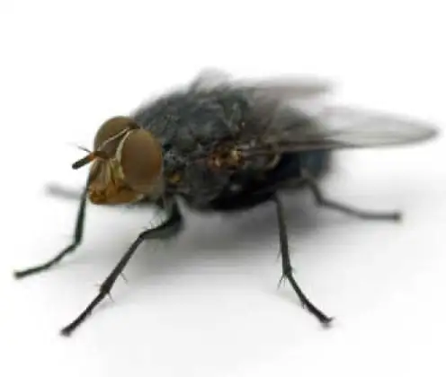 Mosca doméstica Musca domestica