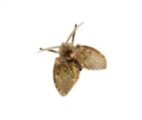 Mosca dos filtros Psychodidae