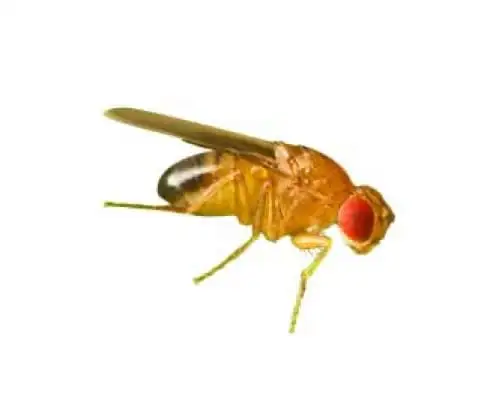 Mosca do vinagre Drosophila melanogaster