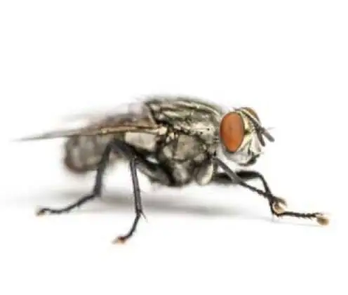 Mosca da carne Sarcophaga carnaria