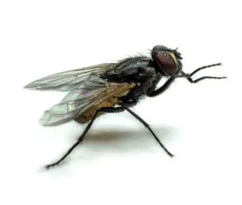 Mosca doméstica pequena Fannia canicularis