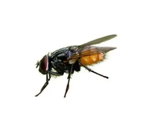 Mosca de outono Musca autumnalis