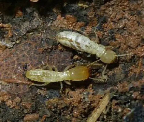 Cupim subterrâneo Coptotermes gestroi