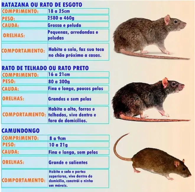 Principais roedores urbanos: ratazana, rato de telhado e camundongo