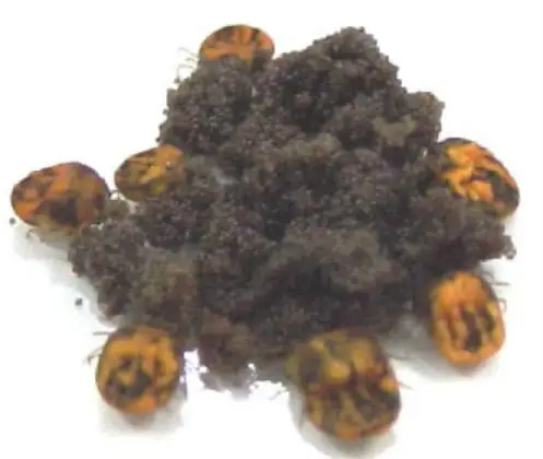 Carrapato de boi Boophilus microplus