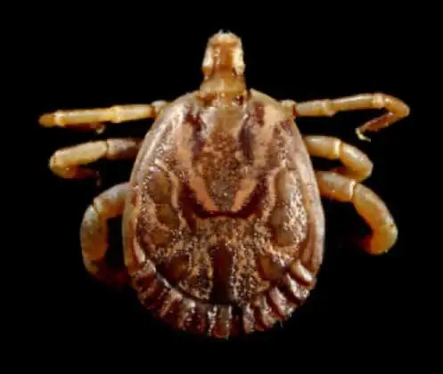 Carrapato-estrela Amblyomma cajennense