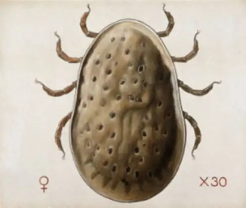 Carrapato-de-galinha Argas miniatus